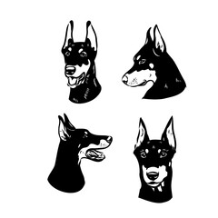 Vector illustration of cute doberman cartoon