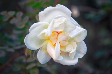 Rose blooms with white flowers in the garden. Rose is a woody perennial flowering plant of the...