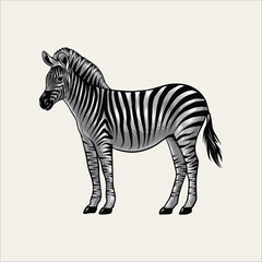 Fototapeta na wymiar zebras savannah