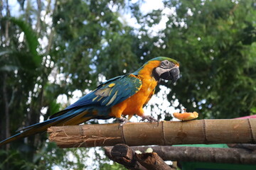 blue and yellow macaw ara © Marta