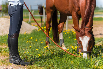 Feeding the horse. A horse eating grass. Equestrian theme.