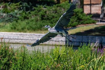 Long-legged gray feathered heron with open wings flying over a pond. Large birds. Acuatic birds....