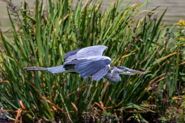 Long-legged gray feathered heron with open wings flying over a pond. Large birds. Acuatic birds....