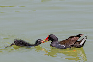 Gallinula chloropus with black feathers and red beak feeding its young in a lagoon. Care of a...