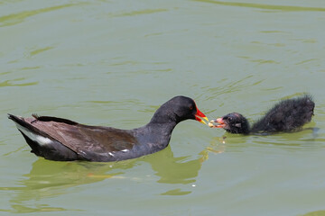 Gallinula chloropus with black feathers and red beak feeding its young in a lagoon. Care of a mother to her calf. Small bird next to one of its chickens. Moorhen.