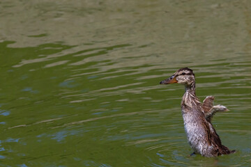 Ducklings learning to swim and jump from the stones. Small ducks with gray plumage swimming and jumping in the water.