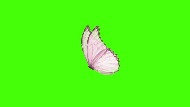 beautiful butterfly flying on green screen background