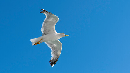 Mouette vu du dessous en vol avec un ciel bleu.