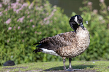 Kanadagans mit Feder