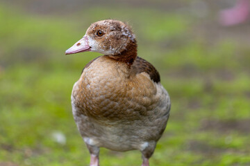 Kleiner Vogel - Seitliches Portrait