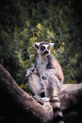Lemur Katta sitzt auf einem Ast