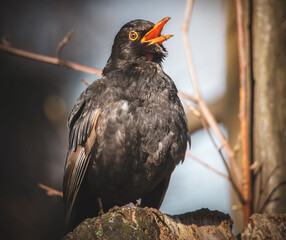 Singende Amsel im Baum