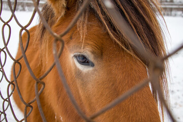 Portrait of a horse