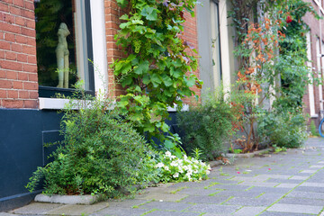 Fototapeta na wymiar Close up of a green facade garden in the city on behalf of climate adaptation. Geveltuin for stimulating biodiversity. Geveltuintje, groene gevel. Green facade, grünfassade.