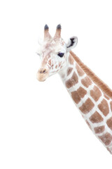 a portrait shot of a giraffe (Giraffa camelopardalis) .