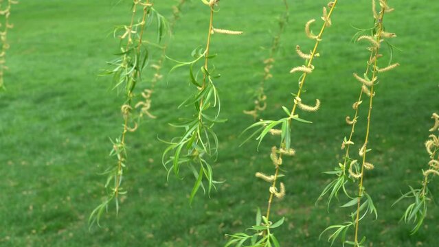 Bright yellow catkins and fresh young foliage appearing on the cascading branches. Thin suspended branches of a weeping willow twigs in calming sweeping motion in a springtime.