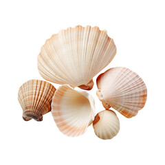 Sea shells isolated on white background transparent 