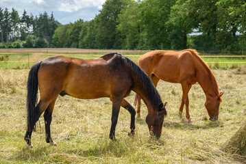 Sommerzeit im westlichen Münsterland