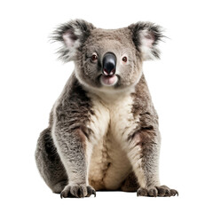 happy koala isolated on transparent background