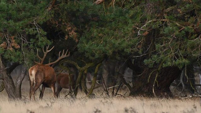 Red deer (Cervus elaphus) grazing in a field in a forest at the end of a summer day during the rutting period.