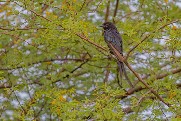A Bronzed Drango resting