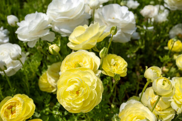 Ranunculus asiaticus flower in the garden