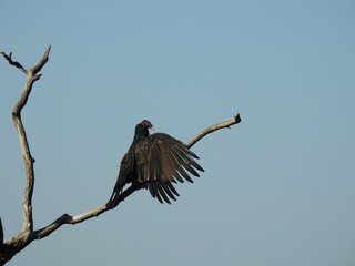 A turkey vulture perched on a branch, under a blue sky, at the  Susquehannock State Park, Lancaster County, Pennsylvania.