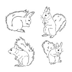 Hand drawn squirrel. Retro realistic animal isolated. Vintage style. Doodle line graphic design. Black and white drawing mammal. Vector sketch. Christmas animal.