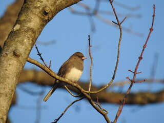 Dark-eyed junco perched on a tree branch at Nottingham Park, Chester County, Pennsylvania.