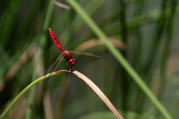 Red Dragongly on green leaf