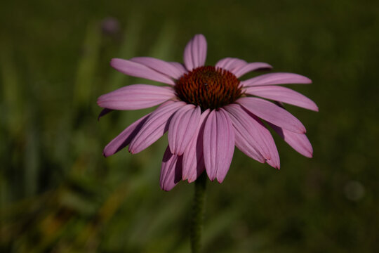 Enchinacea pink flower, sunlight flower