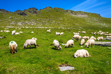 Fototapeta premium A flock of sheep on a mountain pasture in the Fagaras Mountains, Romania.