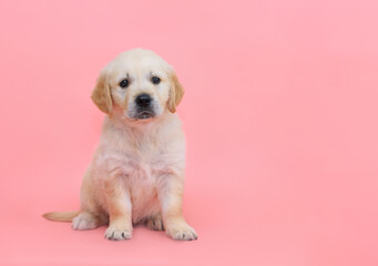 small dog puppy golden retriever labrador on a pink background. copy paste