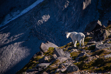 mountain goat in the mountains