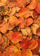 Vibrant Fallen Autumn Leaves