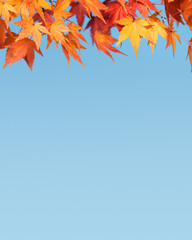 Autumn Background with Japanese Maple Leaves Against the Blue Sky