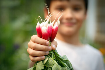 Boy harvested a bunch of red radishes with leaves in the garden.