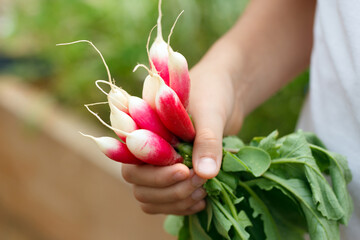 A bunch of red radishes with leaves in a hand picked in the garden.