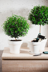 Myrtle in pots.