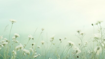 Fototapeta premium Field full of beautiful white flowers
