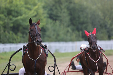 Yadrin, Chuvashia, Russia - August 13, 2022 : Horses and riders running at horse races