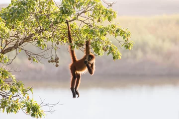 Rucksack spider monkey feeding over the lagoon, Osa Peninsula, Costa Rica © Hodossy
