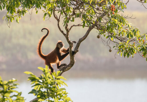 spider monkey is climbing up on a tree over the lagoon, Osa Peninsula, Costa Rica