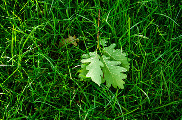 green leaves on the grass