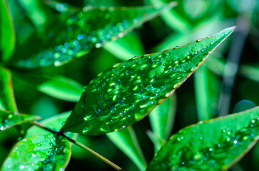 bright juicy greenery and morning dew