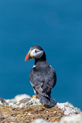 Close up of a wild Atlantic puffin (Fratercula arctica) on the island of Skomer in Pembrokeshire, Wales, UK in the summer sunshine