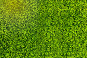 Beautiful green grass texture from golf course, selective focus with a blurred background