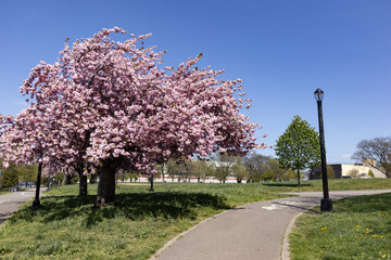 Beautiful Pink Flowering Trees along a Running Track during Spring at Rainey Park in Astoria Queens New York