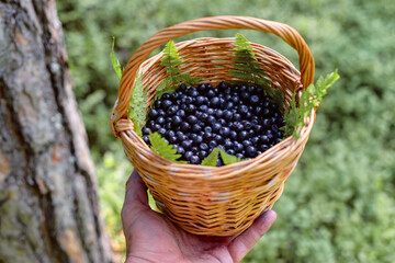 The hand holds a basket with berries, blueberries. Freshly picked blueberries in a rustic basket....