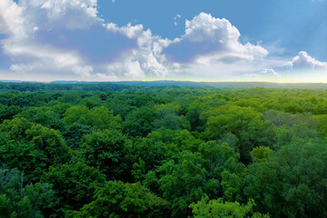 Aerial top view forest tree, Rainforest ecosystem and healthy environment concept and background